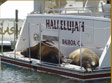 Sea Lion Tours